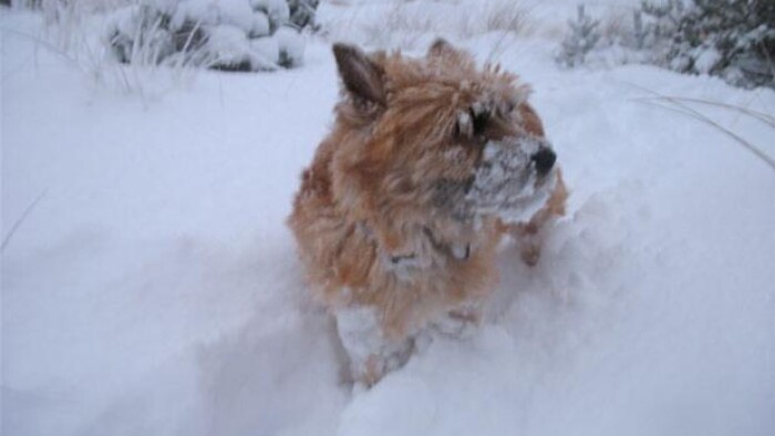 Billedresultat for cairnterrier i sne