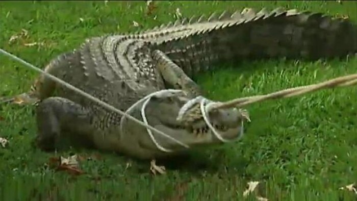 Forskel På Alligator Og Krokodille