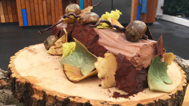 chokoladetræstamme