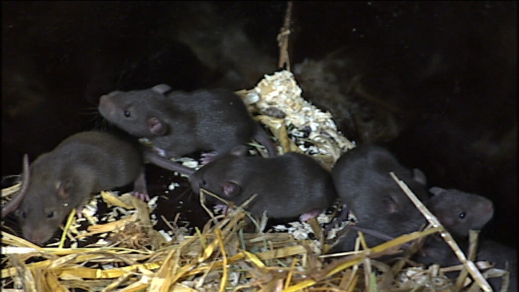 Stadig flere rotter invaderer vores hjem | Indland | DR