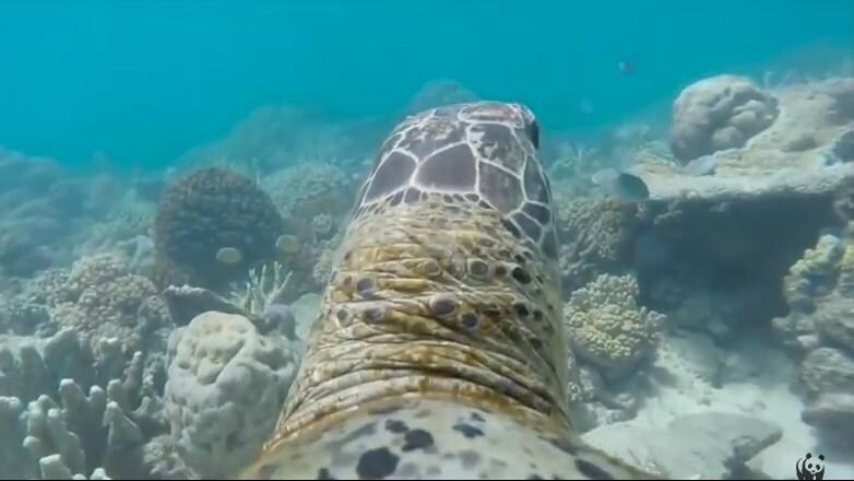 VIDEO Skildpadde laver unikke optagelser af Great Barrier Reef med ...