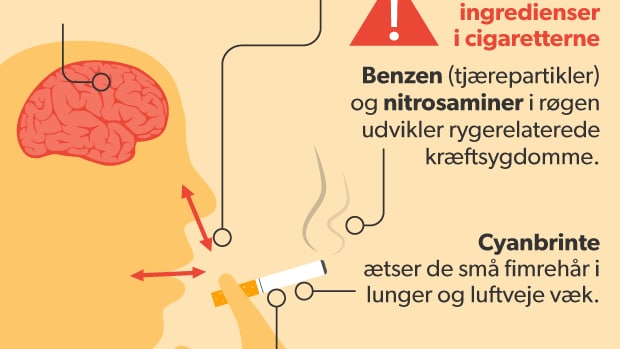 GRAFIK Sådan skader rygning dit helbred | Krop | DR