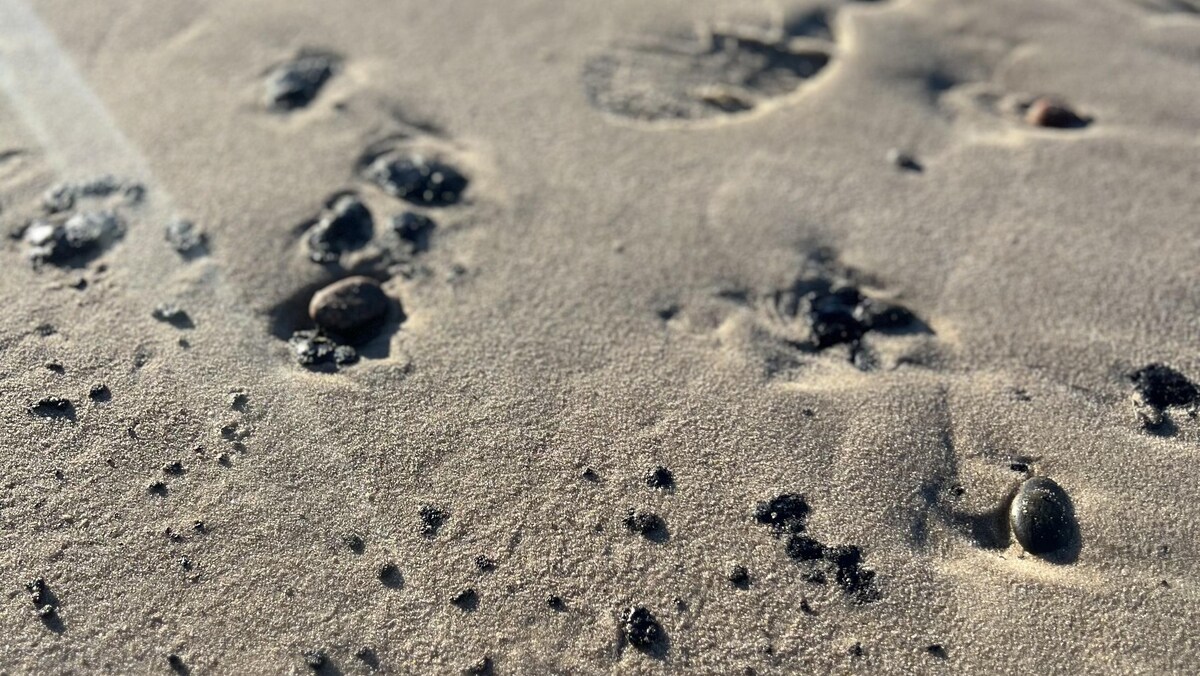 Olie har forurenet fire kilometer strand ved Skagen | Indland | DR