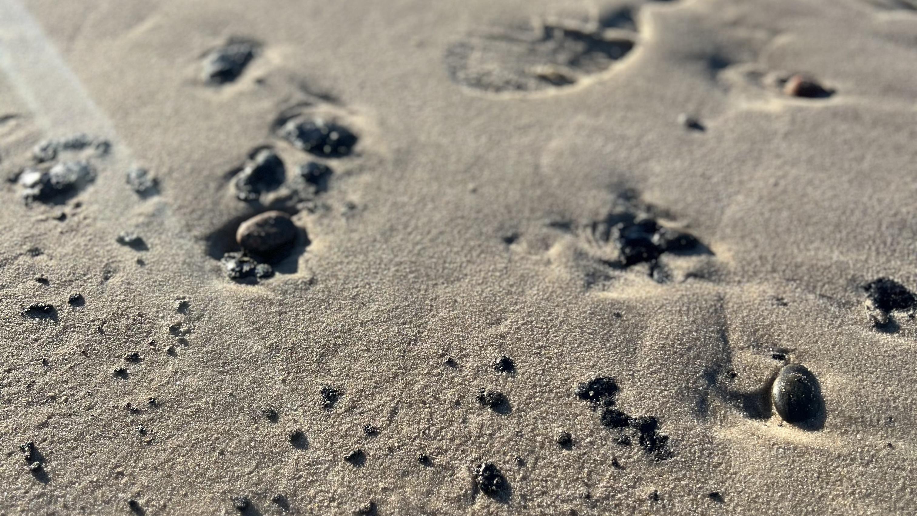 Olie har forurenet fire kilometer strand ved Skagen | Indland | DR
