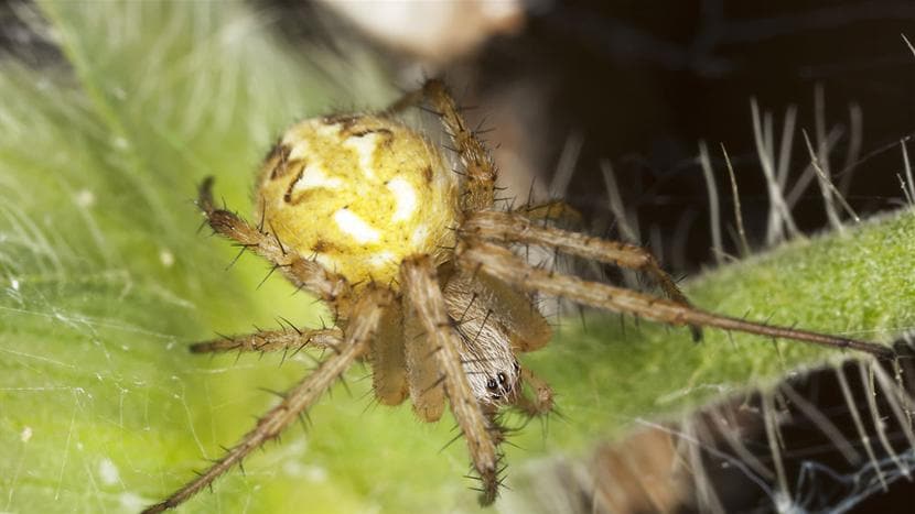 Edderkop skifter farve efter behag | Naturvidenskab | DR