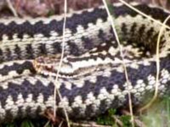 Motorcykelbetjent kørte hugorme-modgift til Hjørring | Indland | DR