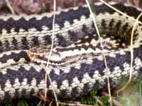 Motorcykelbetjent kørte hugorme-modgift til Hjørring | Indland | DR