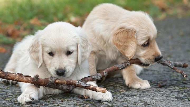 TEST: Er du klar til at købe hund?