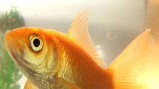 Guldfisk har en glimrende hukommelse | Indland | DR