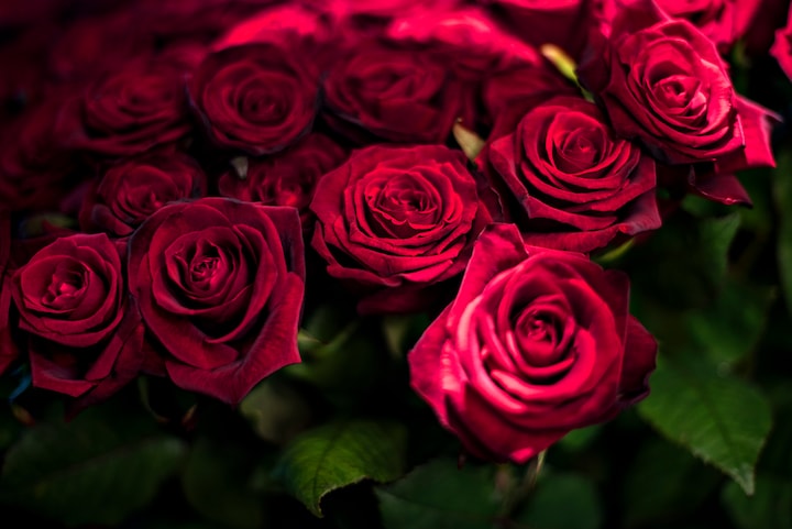 Røde roser med torne - Valentinsdag fordobler prisen | Østjylland | DR
