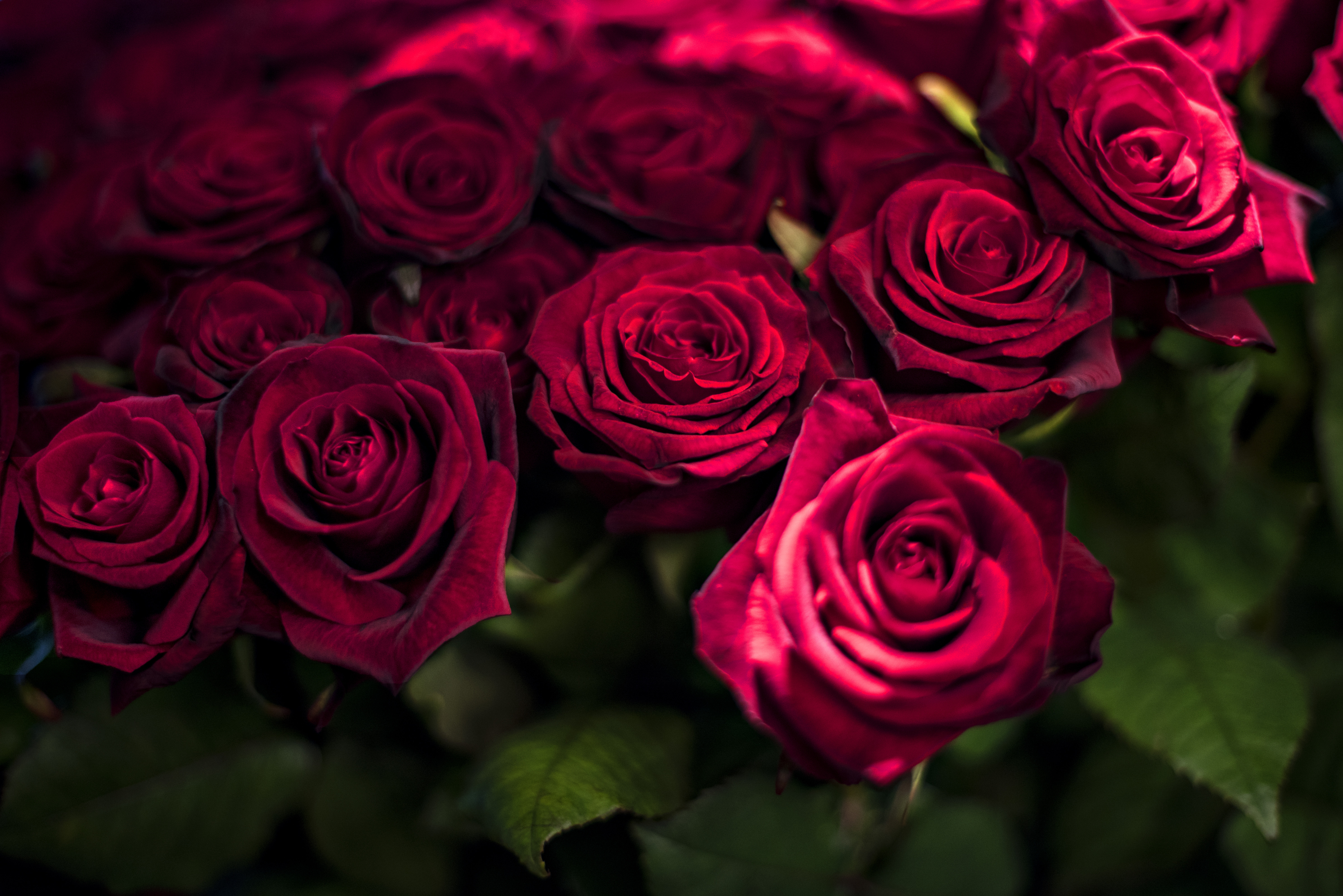 Røde roser med torne - Valentinsdag fordobler prisen | Østjylland | DR