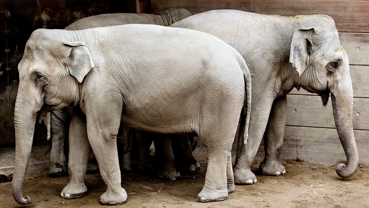 QUIZ: Hvor lang er snablen på en elefant? | Viden | DR