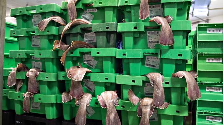 Utilfredse kvotekonger pudser jurister på fiskeriaftale
