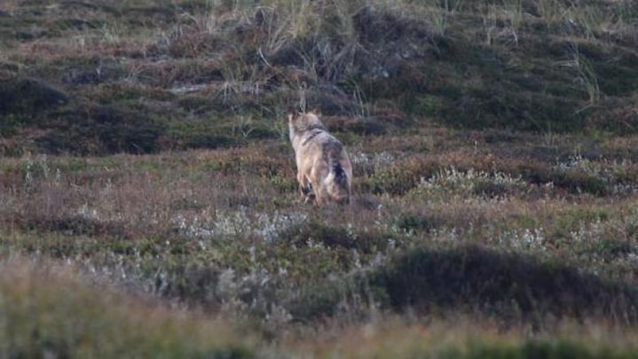 Blodigt år for får: Danske ulve har dræbt 20 gange