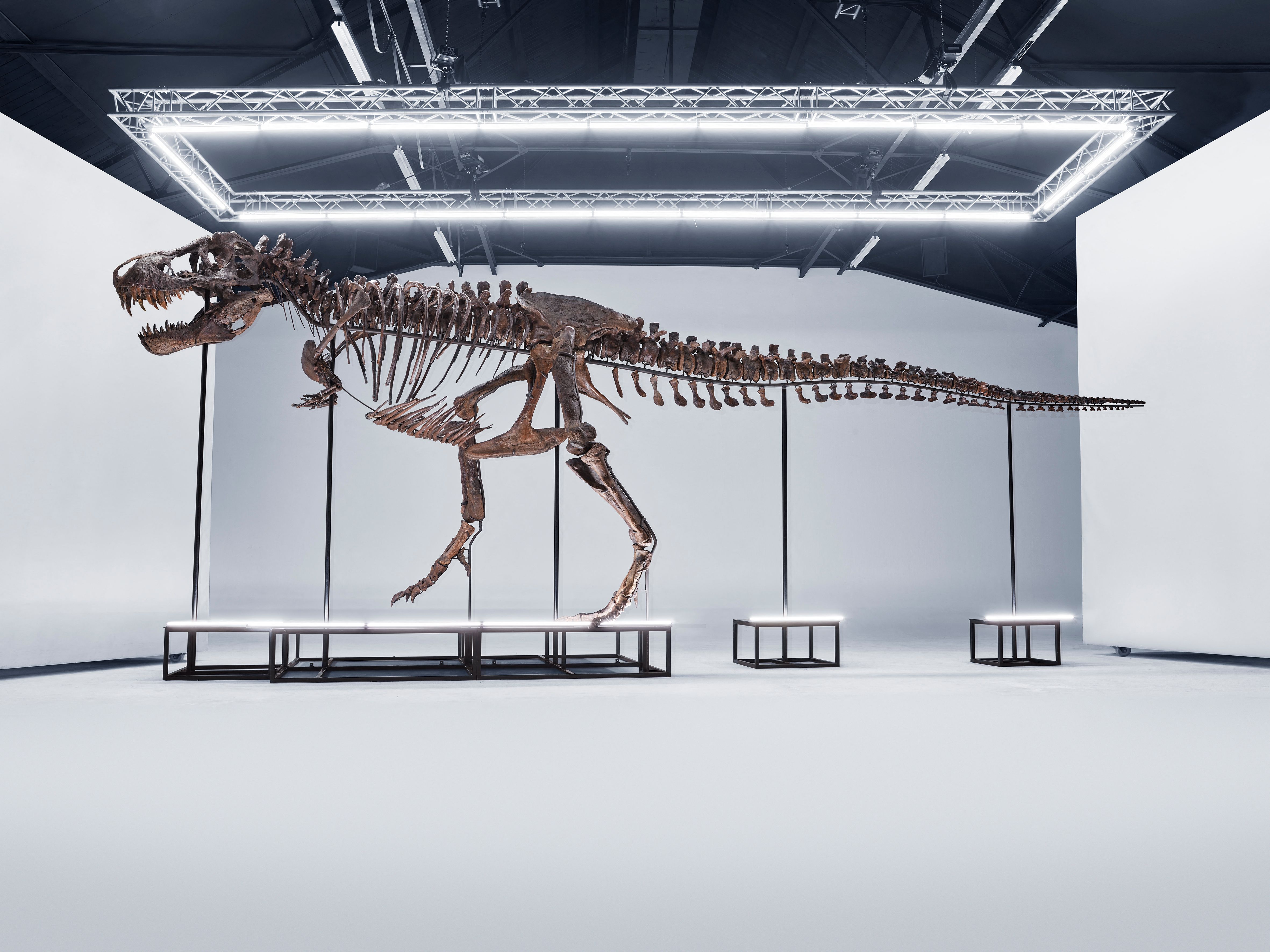 67 millioner år gammelt t-rex skelet skal bortauktioneres | Nyheder | DR