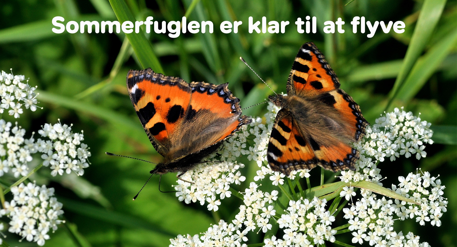 del-2-sommerfuglens-seje-forvandling-natur-teknologi-indskoling-dr
