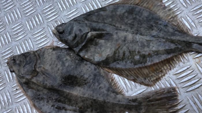Iltsvind kvæler fødegrundlaget for fladfisk | Nyheder | DR