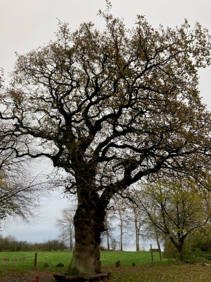 Af alle træer, hvilket er skønnest i kommunen her? | Indland | DR