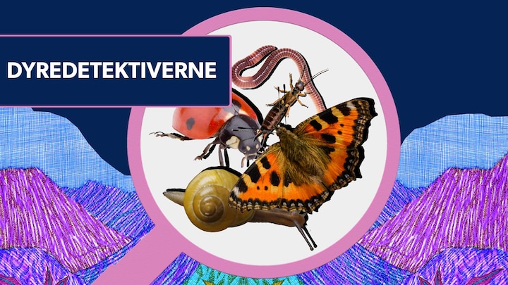 Dyredetektiverne