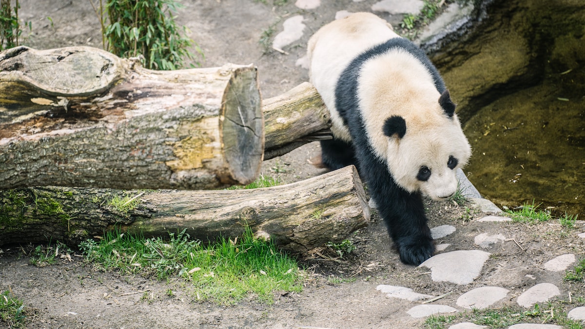 Københavns Zoo krydser fingre: Pandaunge kan være på vej