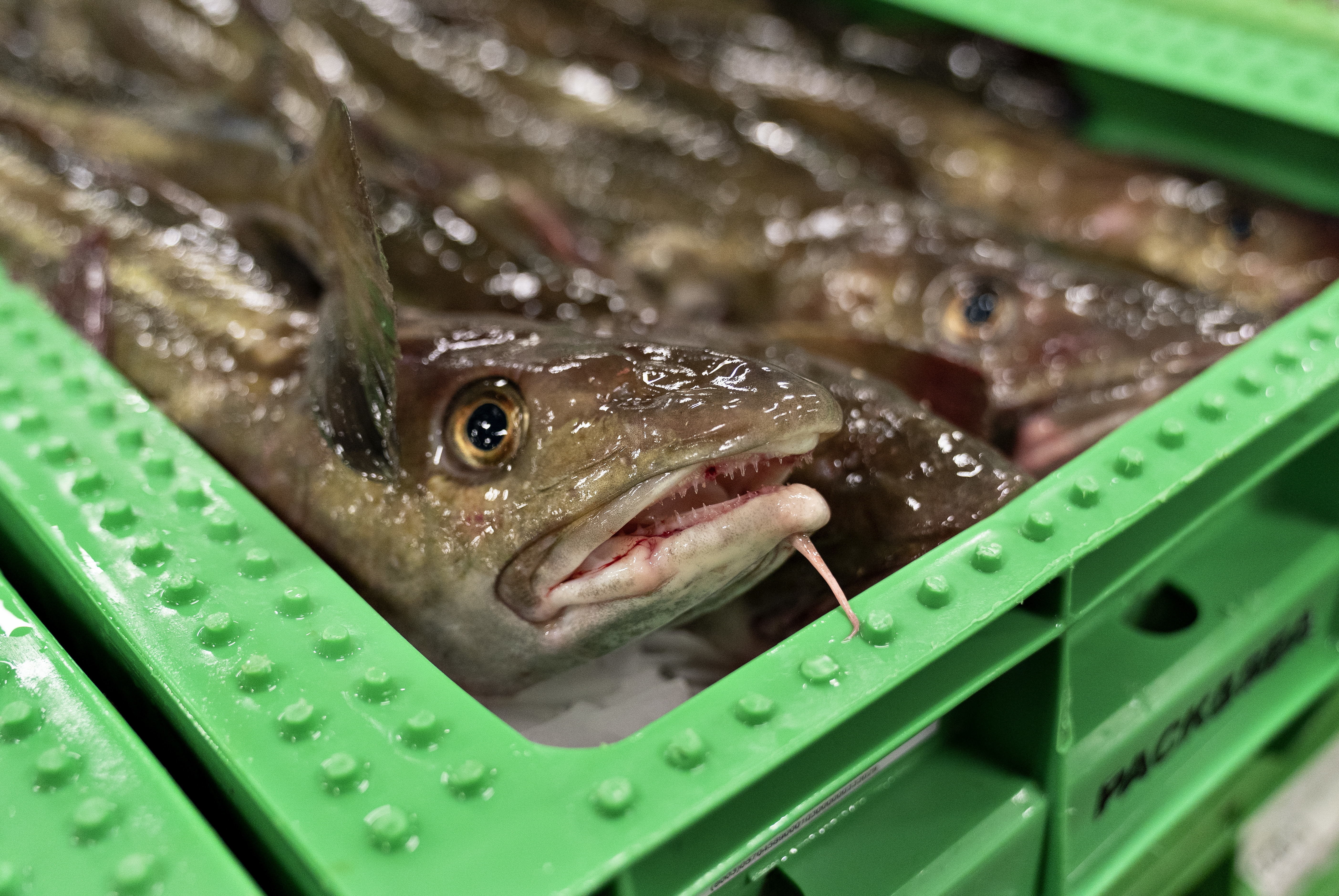 Fremtidens hedebølger i havet vil forværre det iltsvind, vi allerede kæmper mod