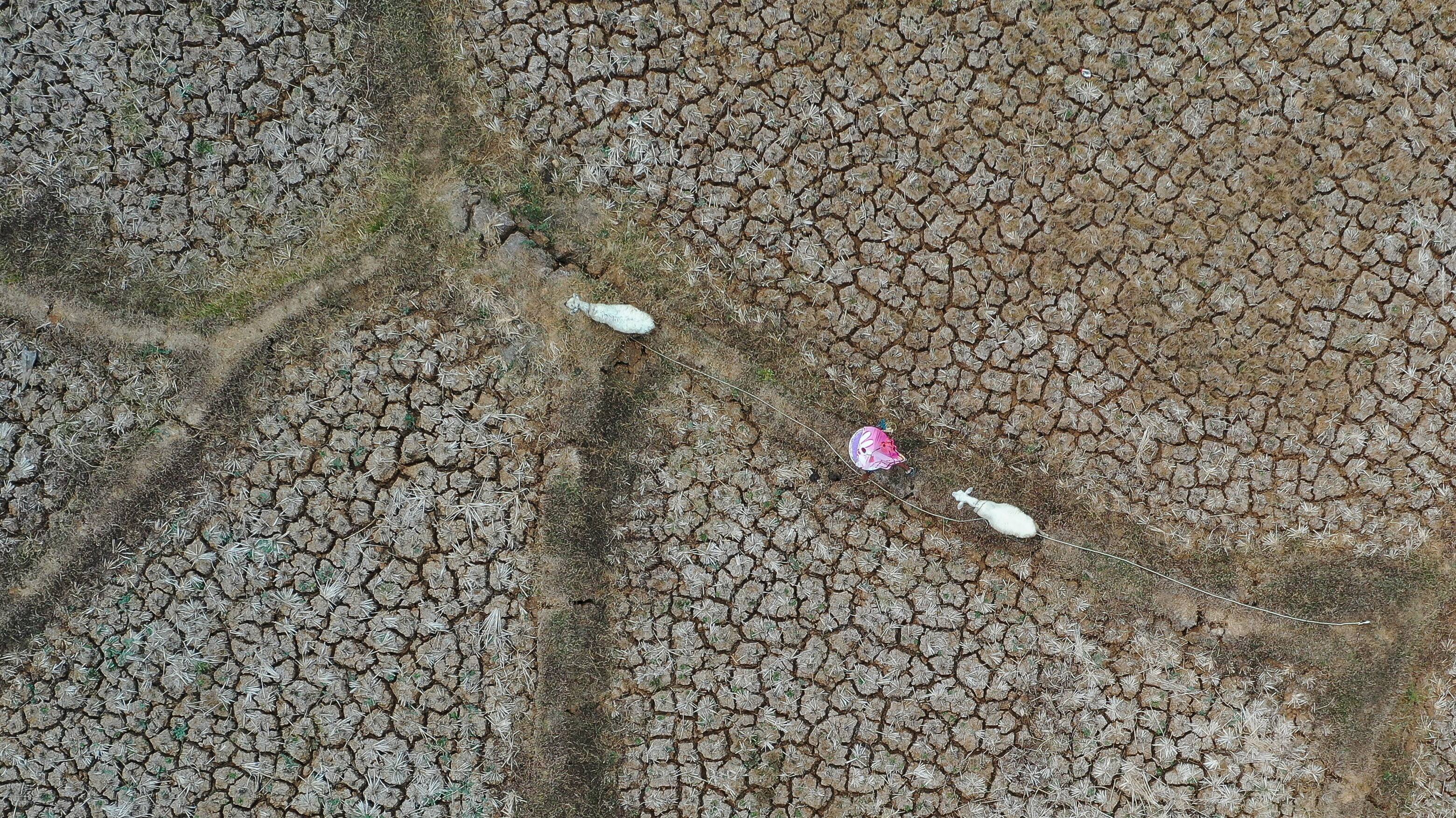 Prognose: Varme under El Niño vil koste 450.000 liv på seks måneder