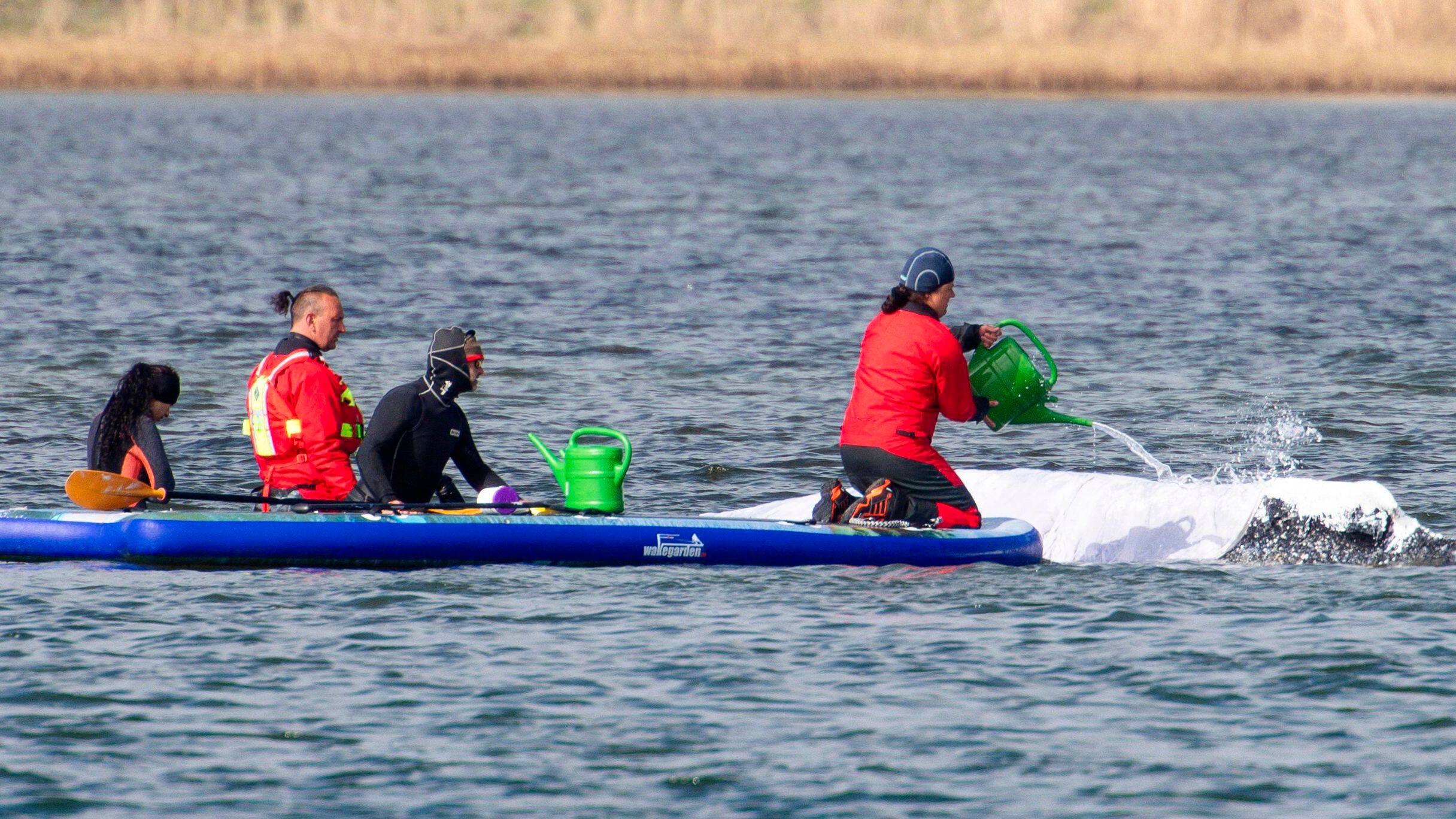 Tyske myndigheder opgav redning af strandet hval - nu træder private til