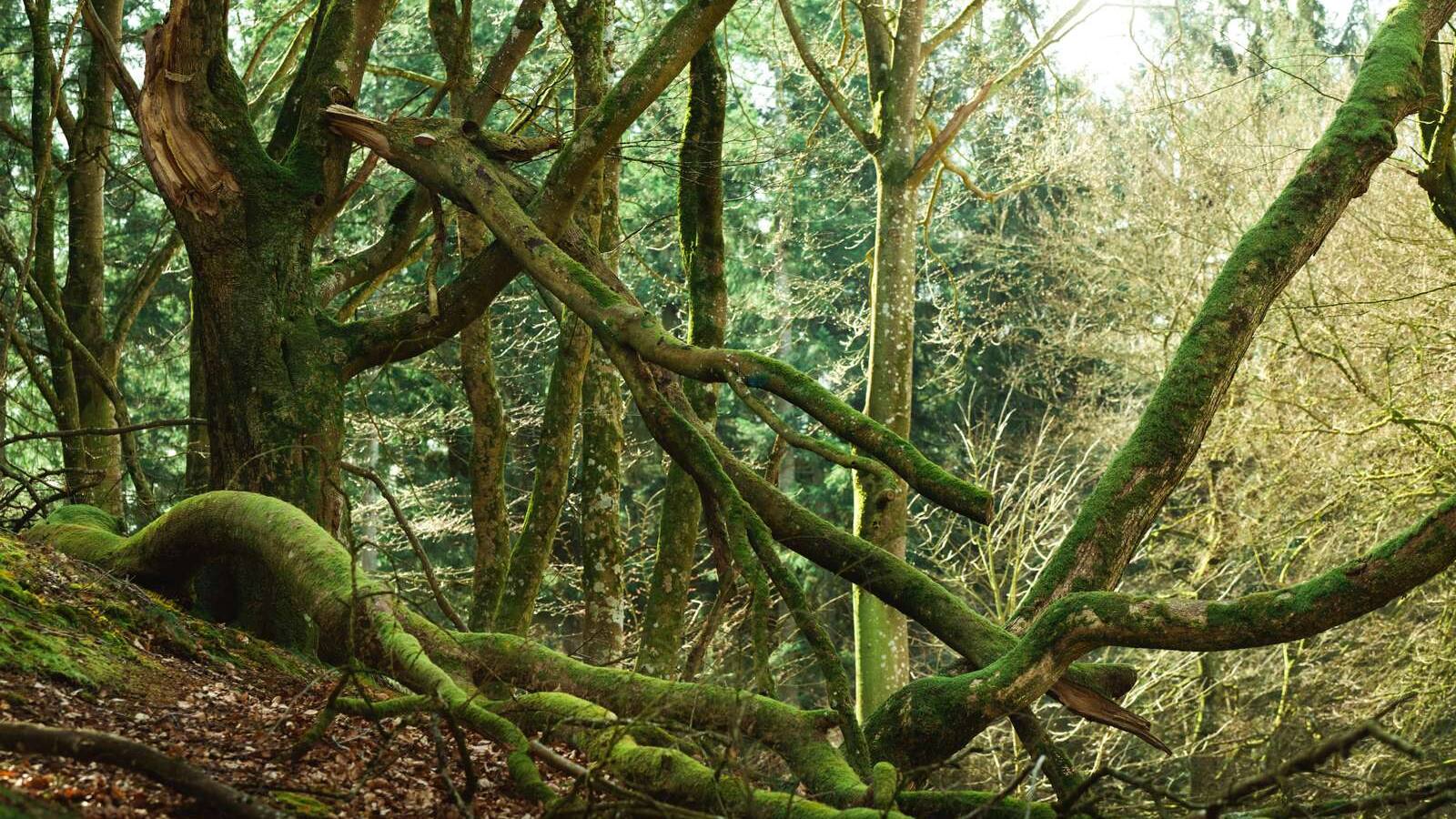 Naturen er under forandring i landets første naturnationalpark, som åbnede for et år siden