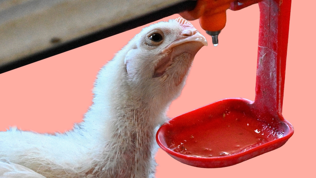 Image accompanying En turbokyllings liv, from dr.dk