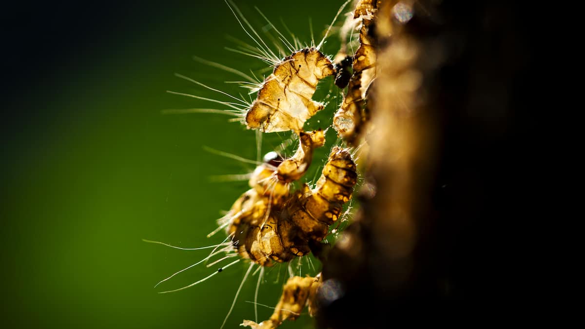 Danish Government Launches Website to Inform Public About 'Worm from Hell'
