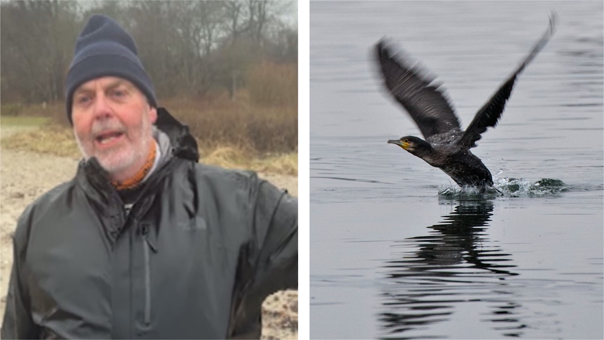 Næsten én million ørreder har påbegyndt deres livs rejse: Mogens bliver både deres bodyguard og deres endeligt