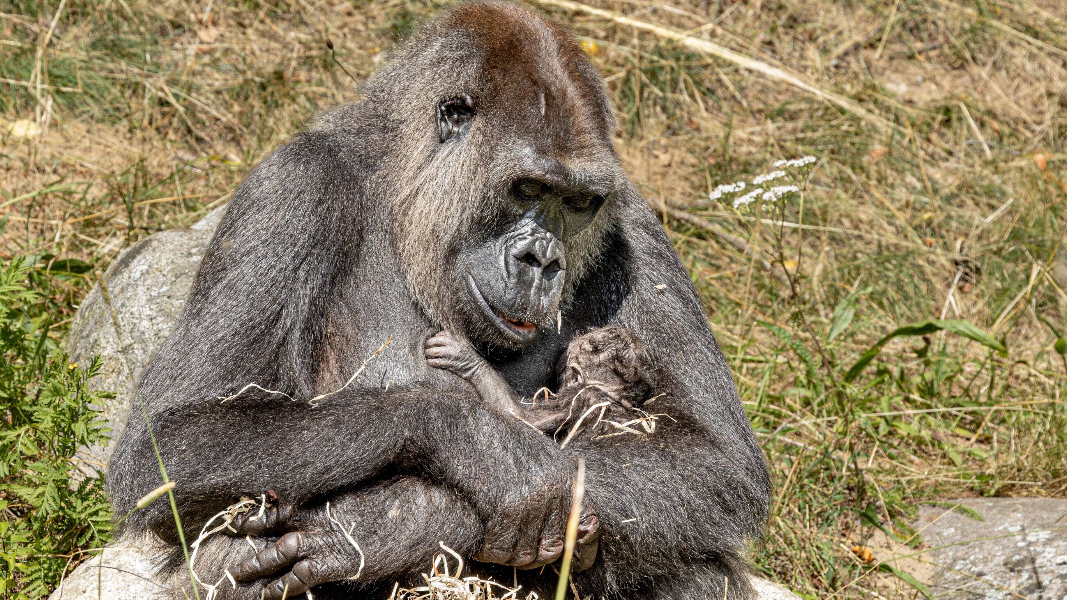Ny gorillaunge er kommet til verden i Givskud Zoo
