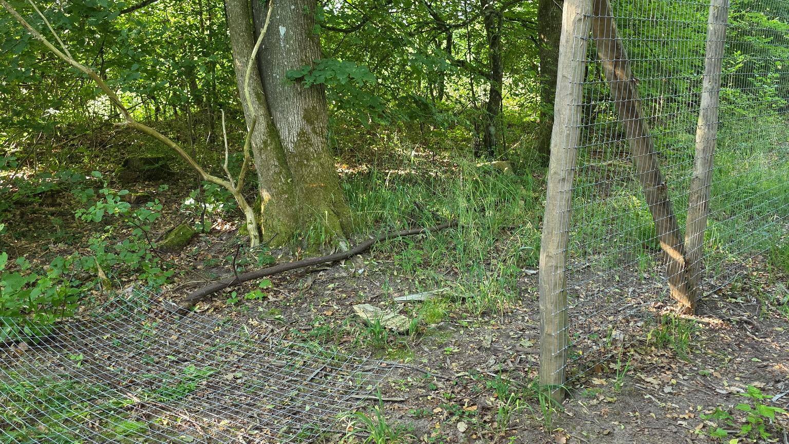 Hærværk mod indhegning til naturnationalpark kan ende galt - skovridder advarer mod fare for bilister og dyr
