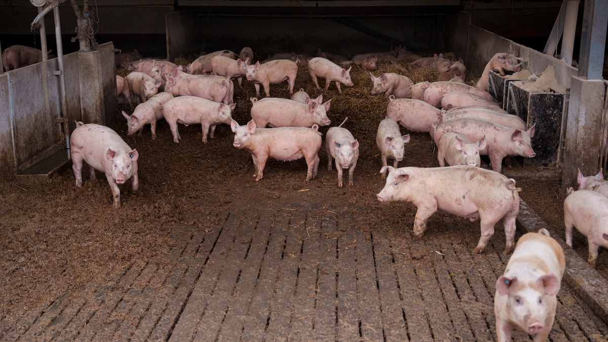 Landbrugets interesseorganisation stævner staten efter grisestop ...