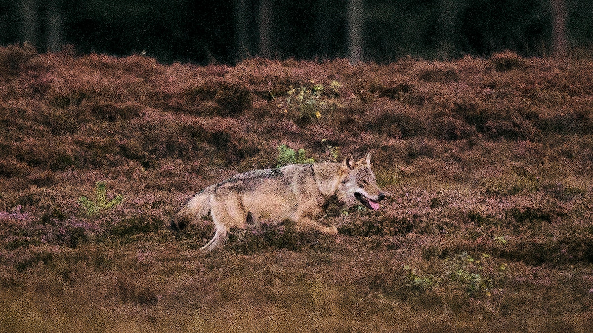 Politiker vil have 'ulvejagt-tid', men eksperter og undersøgelse tvivler på effekten