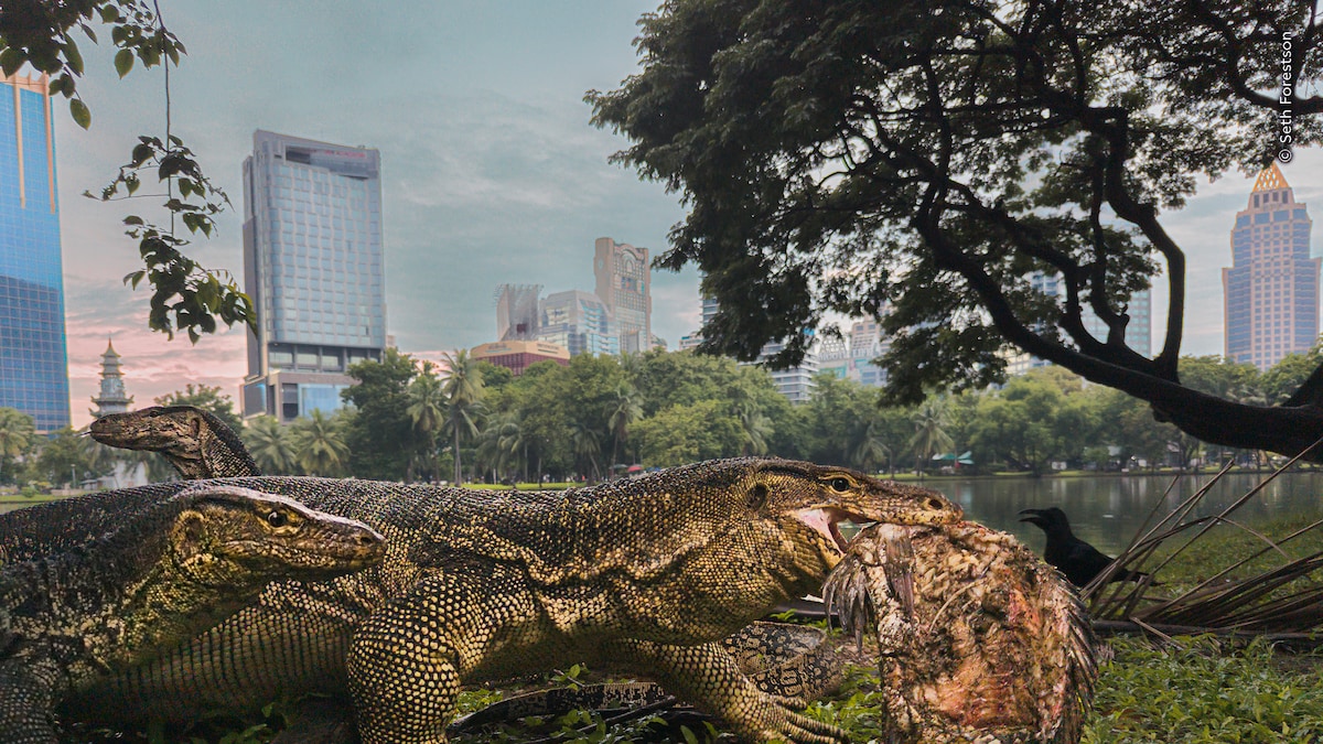 (© Seth Forestson/Wildlife Photographer of the Year)