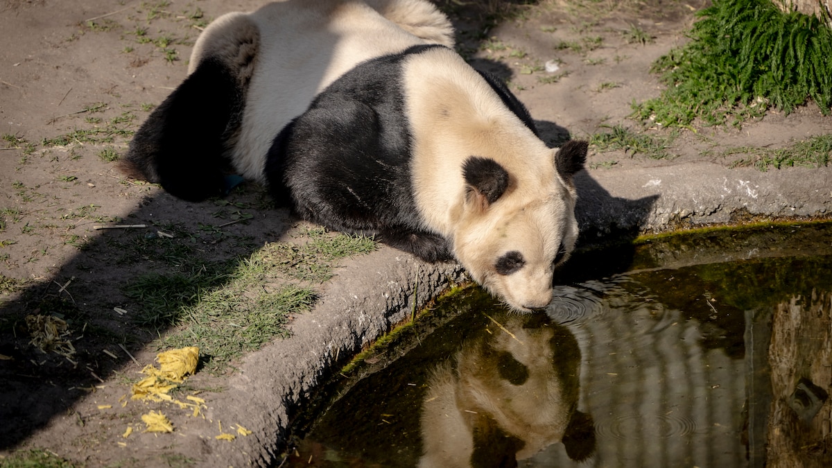 Hunpanda i København må have hjælp til befrugtning: 'Der er ikke noget ...