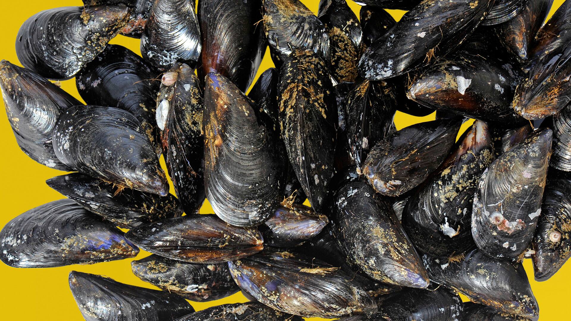Slut med moules frites fra Danmark? 'Hul i hovedet-krav' gør udskældt fiskeri umuligt