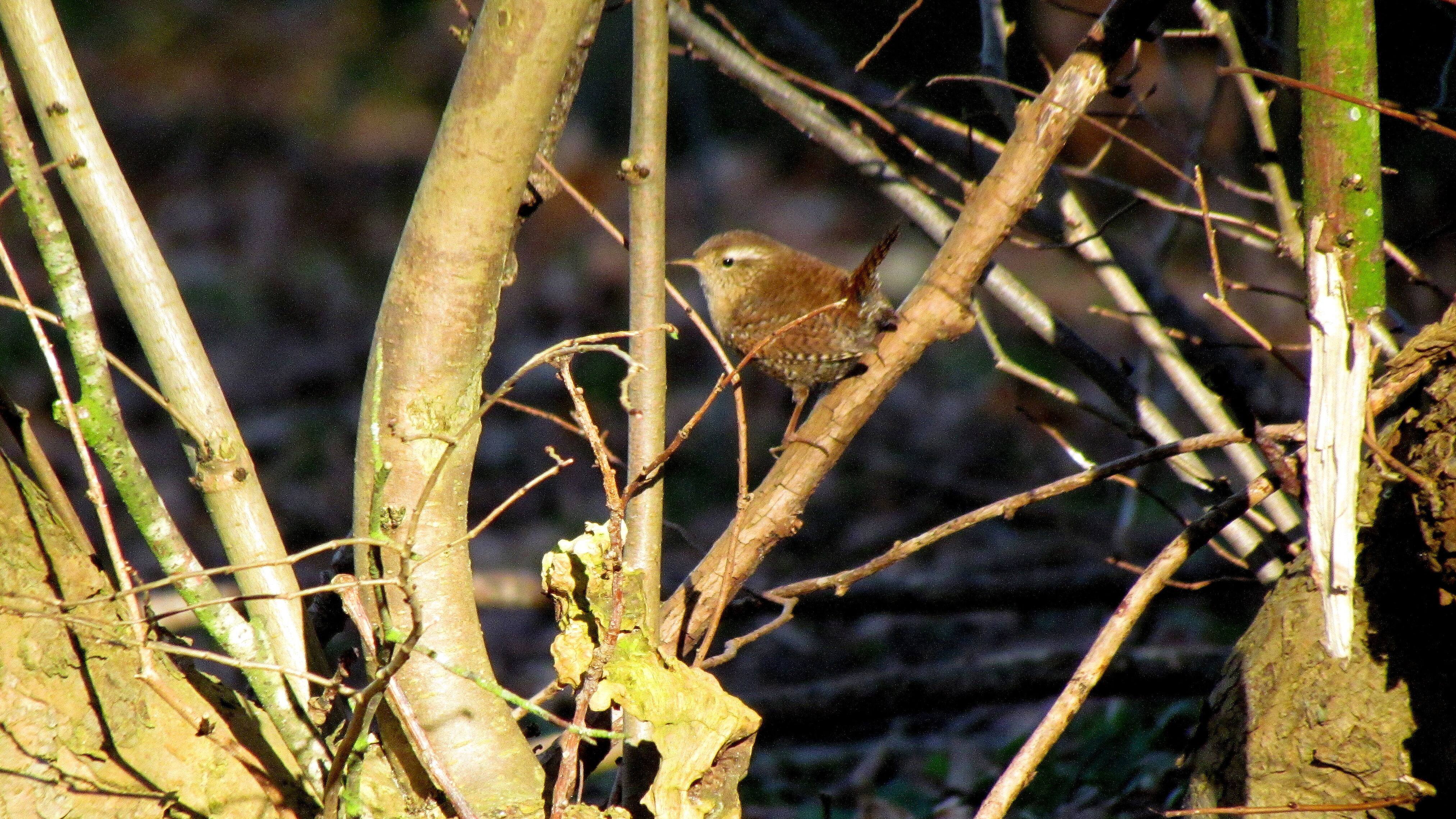 Hård vinter har halveret antallet af gærdesmutter i Danmark