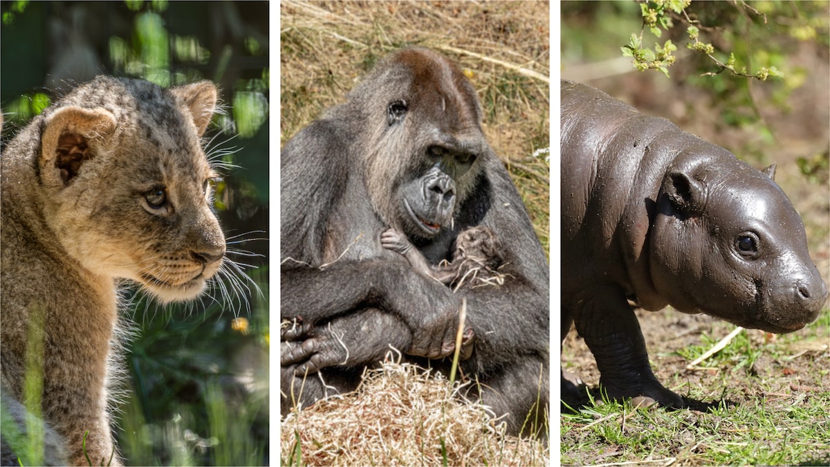 Babyboom i dansk zoo fortsætter med sjælden fødsel