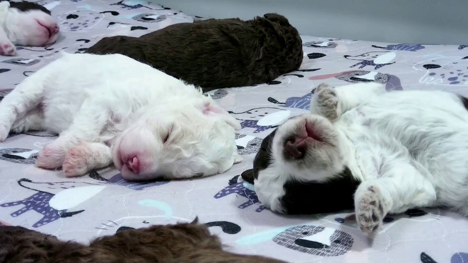 For nylig fik den finske hund Hilkka seks hvalpe. Nu har de taget deres første skridt. Og millioner af mennesker følger med