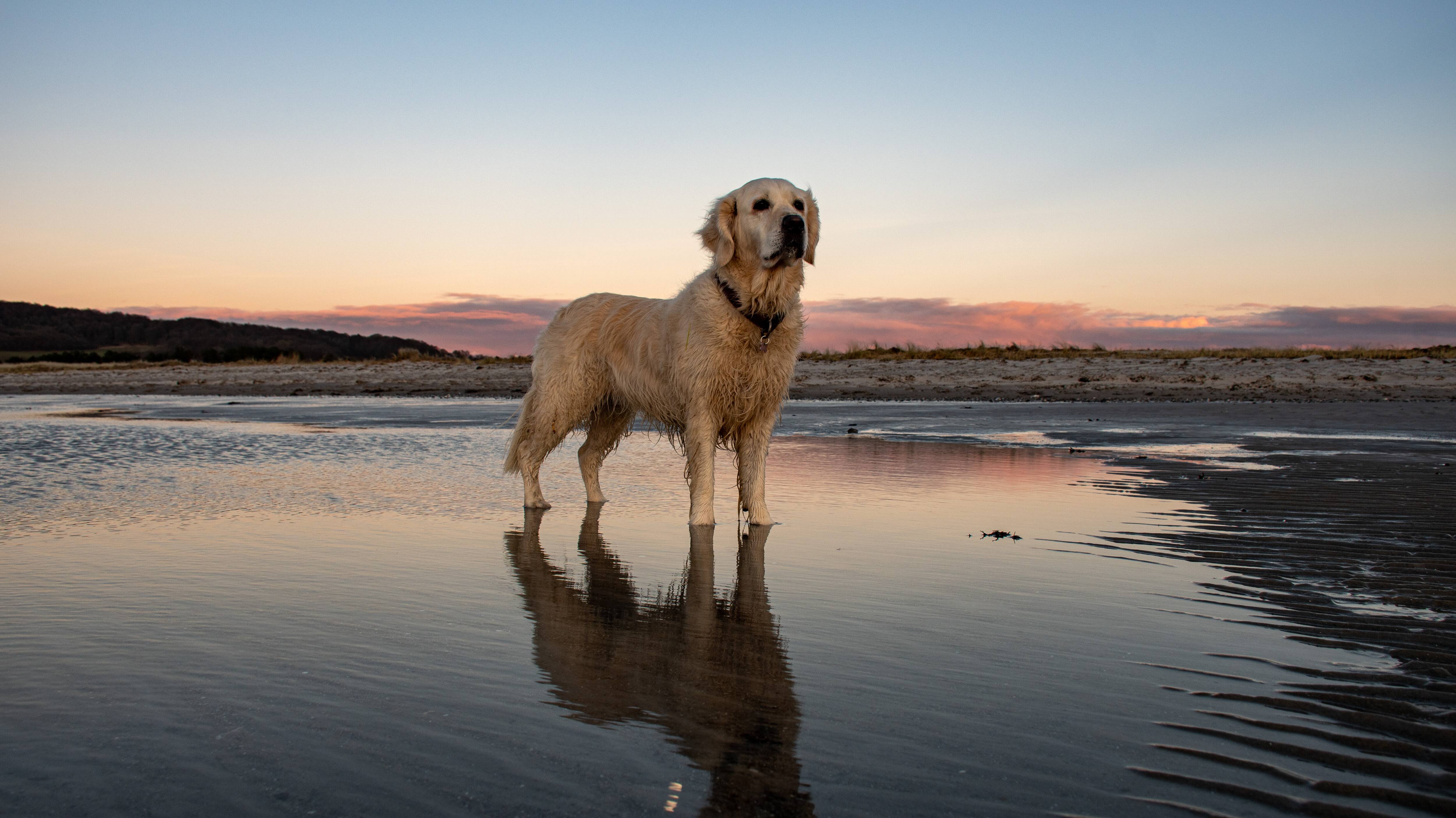 Nu begynder hundedagene – og de handler overraskende lidt om hunde