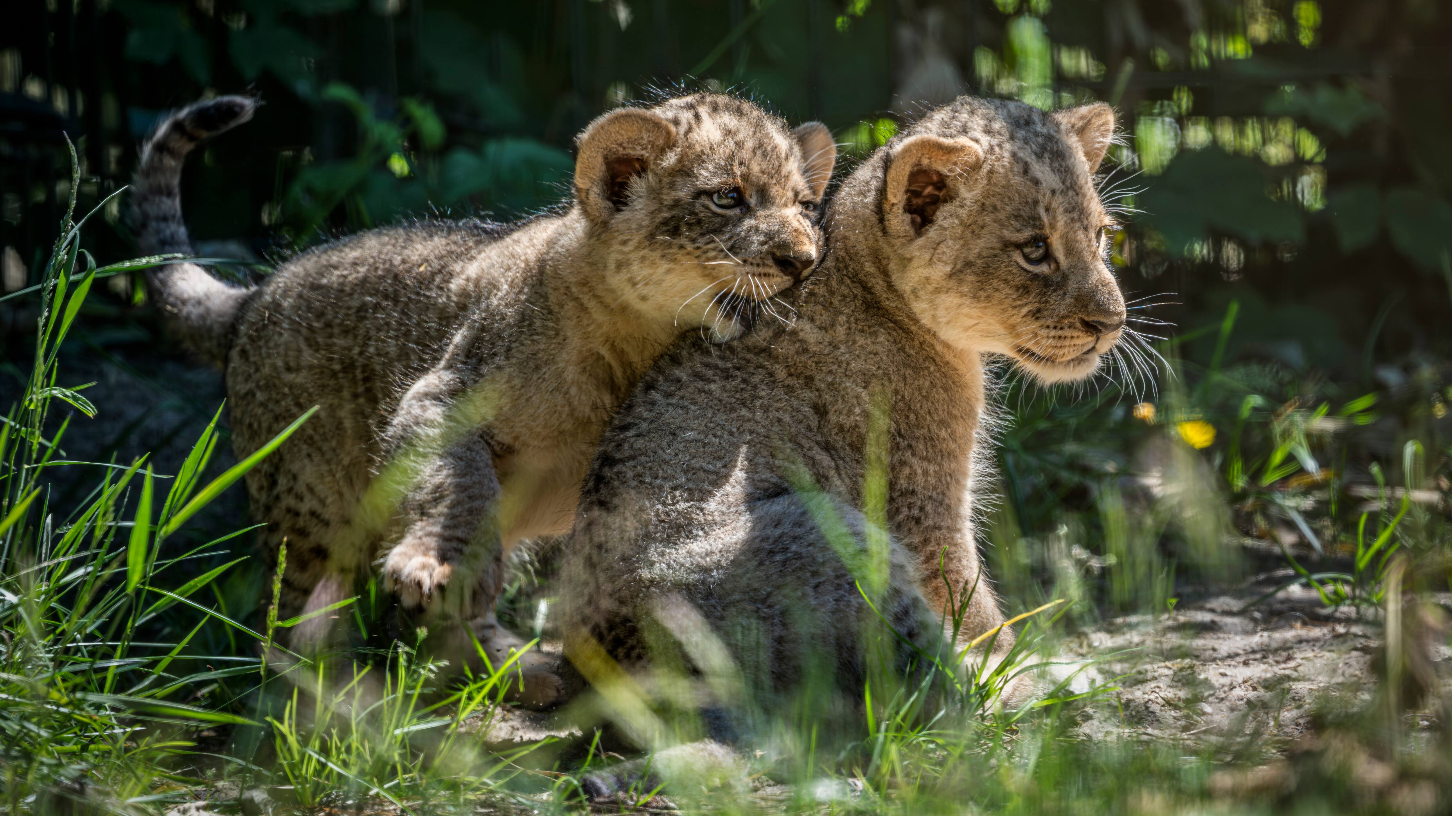 Har ventet i fire år: Nu har Givskud Zoo fået løveunger