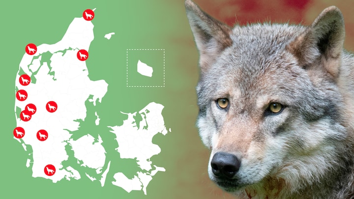 Ulve i Danmark | DR