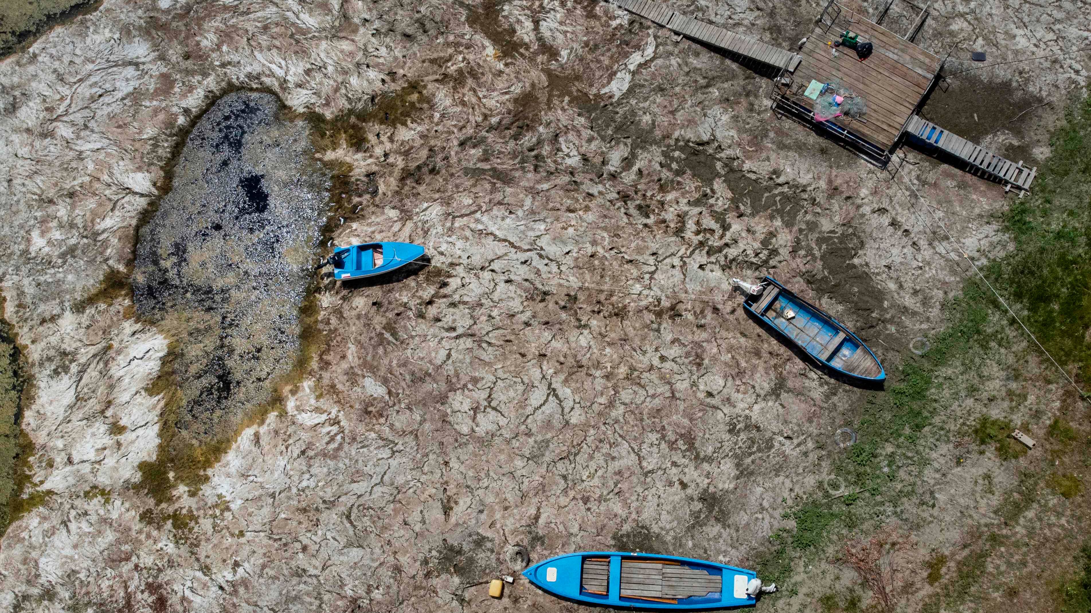 Donau-floden ramt af tørke: Køer slænger sig på sandbunden, og skibe går på grund