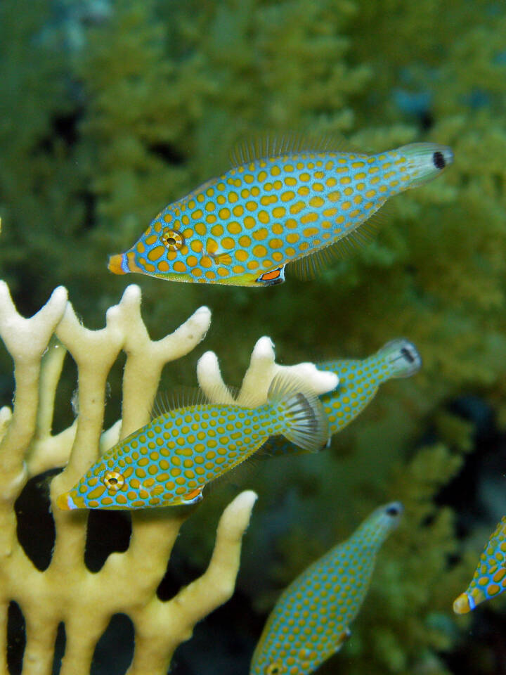 Fisk fupper at som koraller | Naturvidenskab | DR