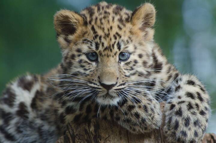 evne skrå kredit Enorm kinesisk nationalpark skal redde tigre og leoparder | Naturvidenskab  | DR