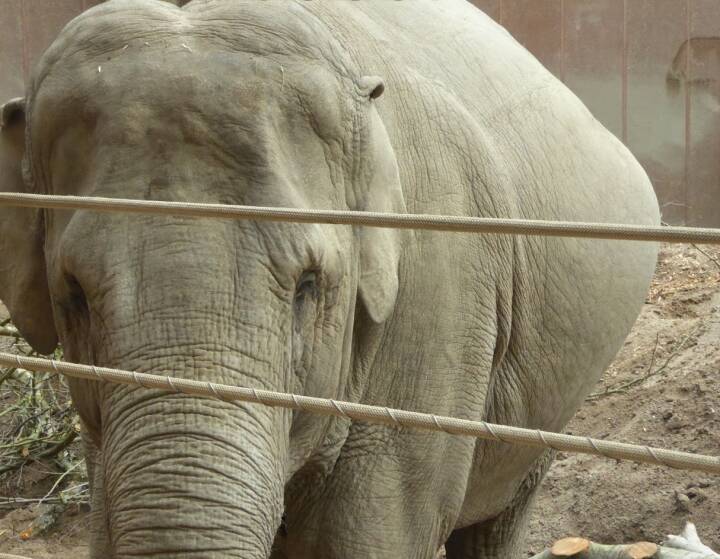 deres straf Er Elefanttante og kameraer skal hjælpe ny elefantunge til verden i Københavns  Zoo | Viden | DR