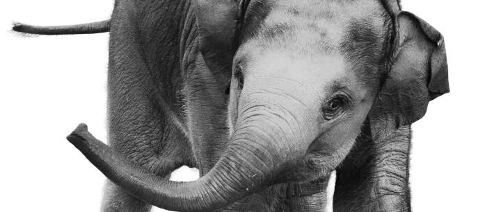 Skærpe samtidig jern Ny elefantunge: Fra flirt til fødsel | Naturvidenskab | DR