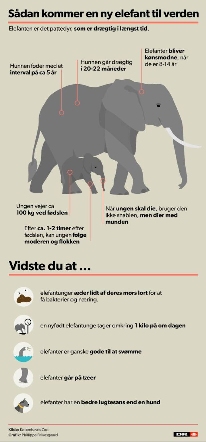 Nogle til bridge, Henning går elefanter | Indland DR